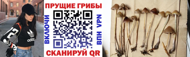 Галлюциногенные грибы Psilocybe  Макаров 